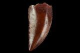 Serrated, Raptor Tooth - Real Dinosaur Tooth #115911-1